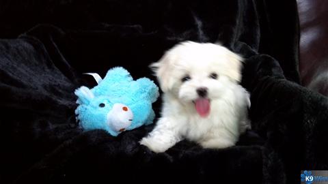 Love My Maltese