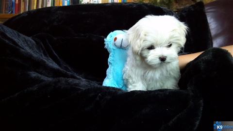 Love My Maltese