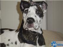 Great Danes for sale