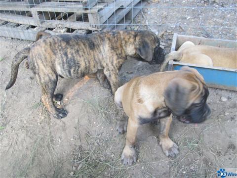 puppies for sale brindle red fawn
