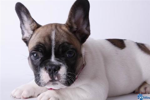 reseve a French Bulldog puppy today 