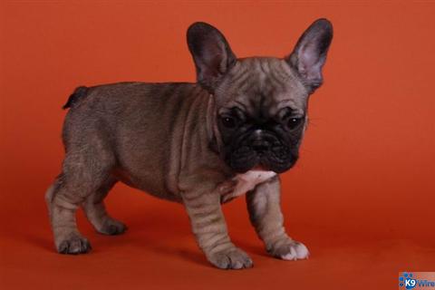 reseve a French Bulldog puppy today with a deposit 