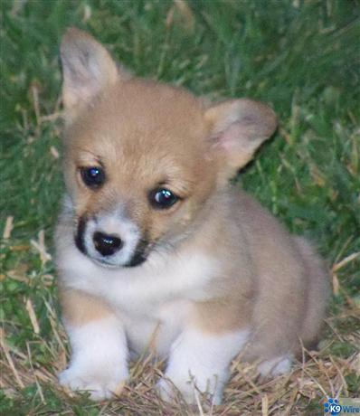 AKC Corgi Puppies